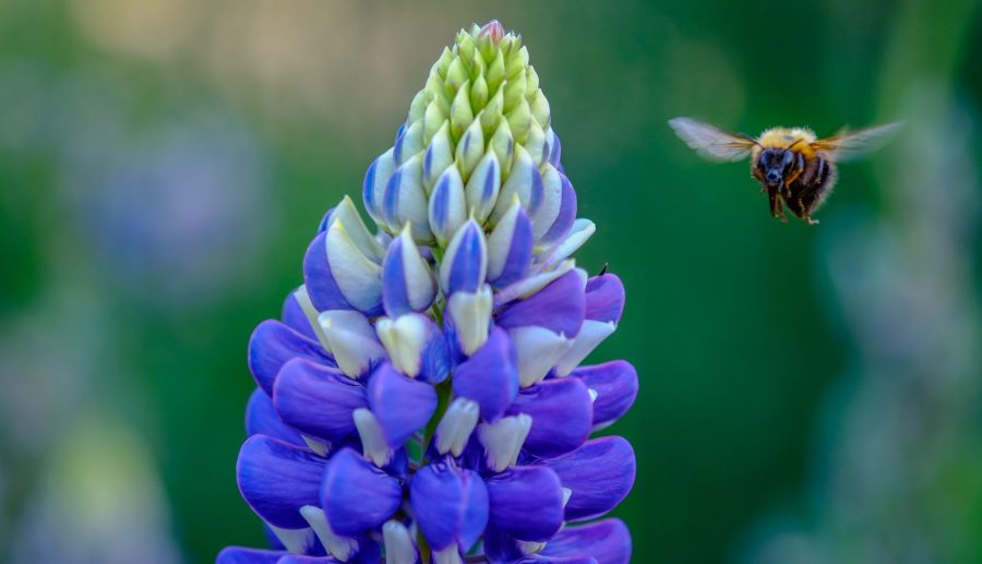 Winnaars fotowedstijd Groene Cirkel Bijenlandschap 2023 bekend!