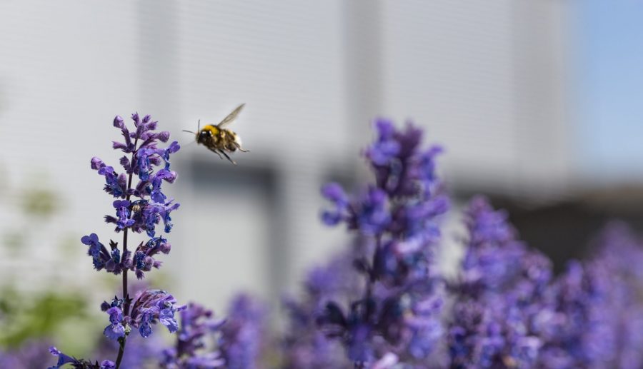 Vliegende start groot Zuid-Hollands bijenlandschap